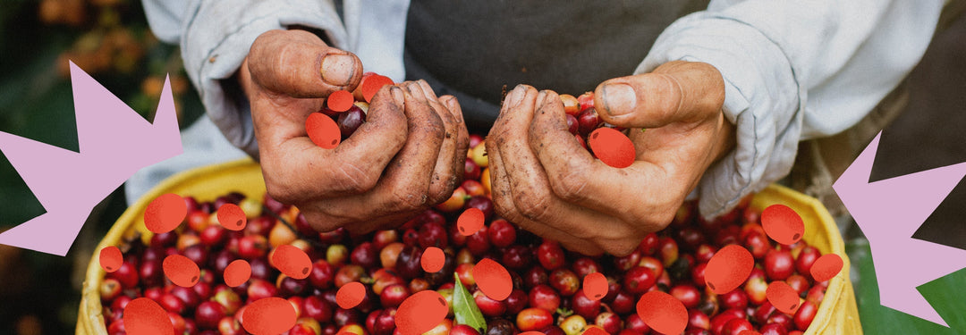 ¡No te distraigas! 3 consejos para los caficultores